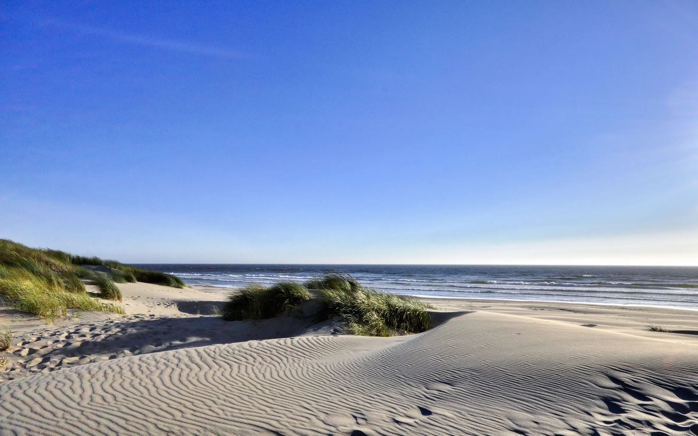 Wind-carved dunes in the foreground under a deep blue sky, dune grass along the ridge, and the flat gray Pacific meeting the horizon beyond a broad band of pale sand.