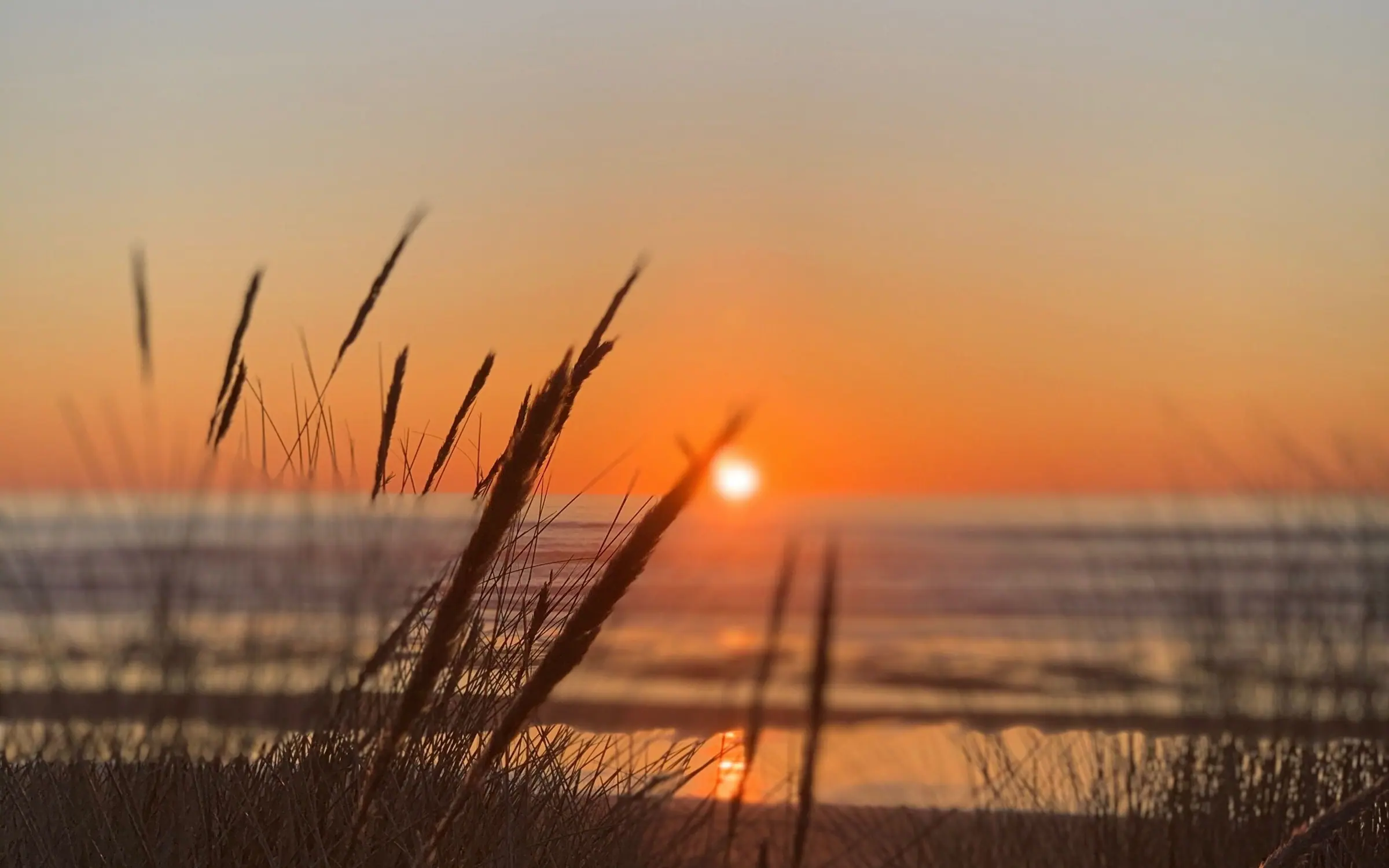 Dune grass silhouetted in the foreground against a low sun sitting just above the horizon, the sky washed orange and the sea a dark band beneath it.